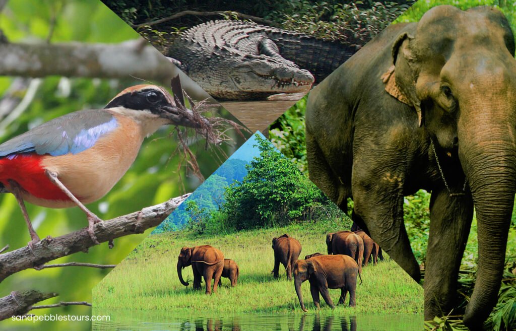 odisha wildlife