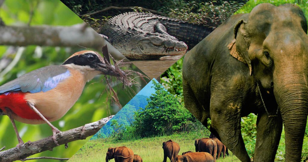 odisha wildlife