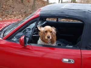 car-wheel-window-driving-dog-vehicle-1248222-pxhere.com-min
