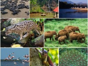 The wildlife of Odisha